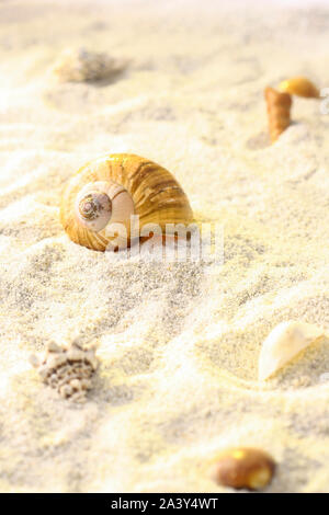 Sfondo sabbia con conchiglie e lumache sulla spiaggia tropicale. Foto Stock