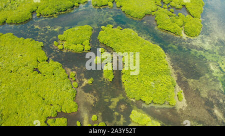 Mangrove Foreste verdi con i fiumi e i canali su un isola tropicale, antenna fuco. Paesaggio di mangrovie. Foto Stock