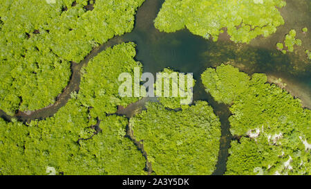 Mangrove Foreste verdi con i fiumi e i canali su un isola tropicale, antenna fuco. Paesaggio di mangrovie. Foto Stock