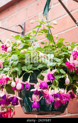 Fuchsia Eva Boerg nella cesta appesa un rimorchio che i fiori in estate ideale in pieno sole o ombra parziale ed è la metà di hardy buona per cesti etc Foto Stock