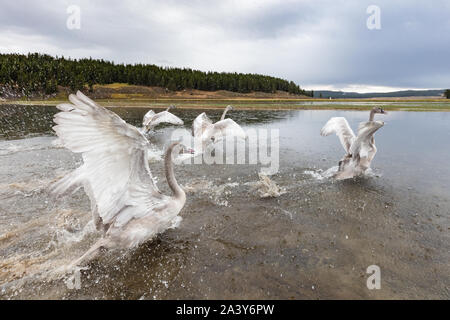 Trumpeter swan cygnets vengono rilasciate da Park Rangers e biologi del Parco Nazionale di Yellowstone, 10 settembre 2019 a Yellowstone, Wyoming. Il servizio di parcheggio è un continuo sforzo per aiutare i cigni minacciate recuperare all'interno di Yellowstone. Foto Stock