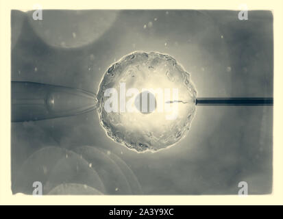 Artificiale o fecondazione assistita è il processo mediante il quale l'unione dei gameti artificialmente è effettuata mediante osservazione al microscopio Foto Stock