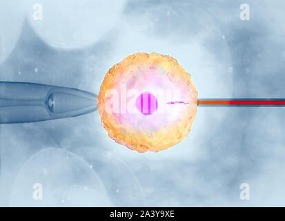 Artificiale o fecondazione assistita è il processo mediante il quale l'unione dei gameti artificialmente è effettuata mediante osservazione al microscopio Foto Stock