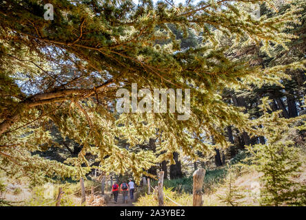 I Cedri (ARZ AL-Rab). Situato a circa 5 km al di sopra Bcharré, Qadisha valle, Libano Foto Stock