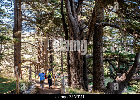 I Cedri (ARZ AL-Rab). Situato a circa 5 km al di sopra Bcharré, Qadisha valle, Libano Foto Stock