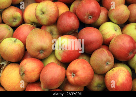 Apple 'Regina Cox', mele, mangiatori, mangiare le mele, mangiare sano, Malus domestica Foto Stock