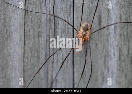 Primo piano di un coltivatore di grano spider davanti a sfondo di legno Foto Stock