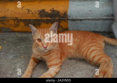 Primo piano agli occhi del simpatico gatto di zenzero in appoggio sulla strada e guardando la telecamera Foto Stock