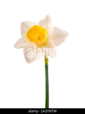 Uno giallo daffodil isolati su sfondo bianco. Colorato daffodil isolati su sfondo bianco. Foto Stock