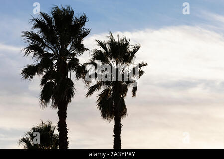 Due palme al vento durante il pomeriggio di luce. Foto Stock