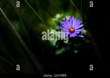 Lone Aster Fiore (Asteraceae) contro lo sfondo scuro - North Carolina Arboretum, Asheville, North Carolina, STATI UNITI D'AMERICA Foto Stock