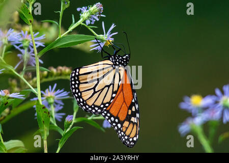 Farfalla monarca (Danaus plexippus) - Brevard, North Carolina, STATI UNITI D'AMERICA Foto Stock