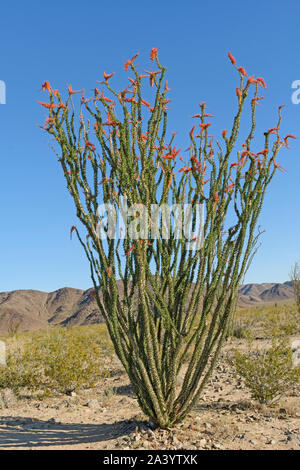 Ocotillo in fiore nel deserto a Joshua Tree National Park in California Foto Stock