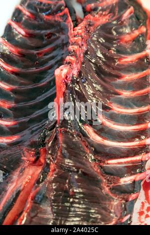 Le nervature di tenuta, mercato del pesce, SISIMIUT, Groenlandia, DANIMARCA Foto Stock