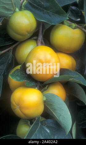 Cachi maturazione su TREE (Diospyros kaki) Foto Stock