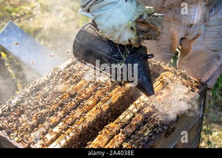 Apicoltore con il suo fumatore nel mezzo di telai e le API, verifica della covata e della regina, lavorando con l'orticaria, Borgogna, Francia Foto Stock