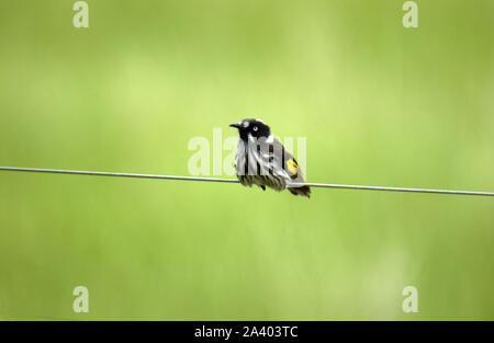 NEW HOLLAND HONEYEATER (PHYLIDONYRIS NOVAEHOLLANDIAE) ARROCCATO SU UN FILO, AUSTRALIA OCCIDENTALE. Foto Stock