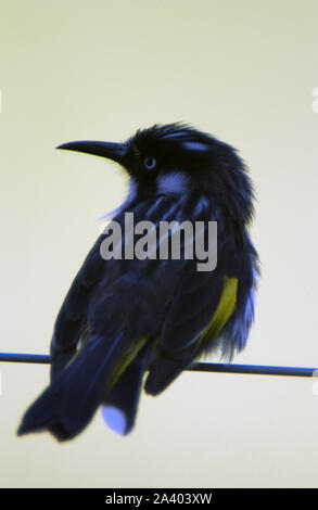 PRIMO PIANO DI UN HONEYEATER NEW HOLLAND (PHYLIDONYRIS NOVAEHOLLANDIAE) ARROCCATO SU UN FILO, AUSTRALIA OCCIDENTALE. Foto Stock