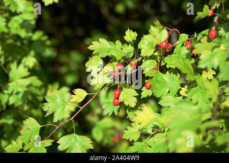 Rosso brillante bacche di biancospino su una boccola nella foresta di autunno Foto Stock
