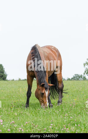 Equus ferus caballus, pascolo cavalli domestici su un pascolo in campagna in Baviera, Germania Foto Stock