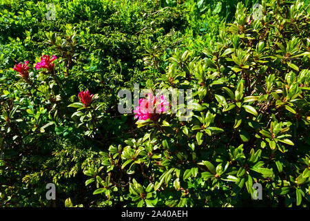 Hairy Alpine rose fiore all'inizio dell'estate. Foto Stock