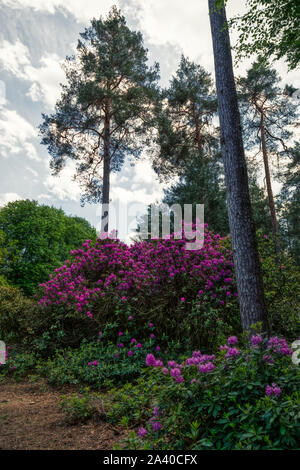 Azalee e rododendri Park in Kromlau, Bassa Sassonia, Germania Foto Stock