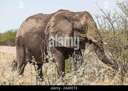 Elephant a piedi attraverso la steppa e mangiare parti di una boccola, Etosha, Namibia, Africa Foto Stock