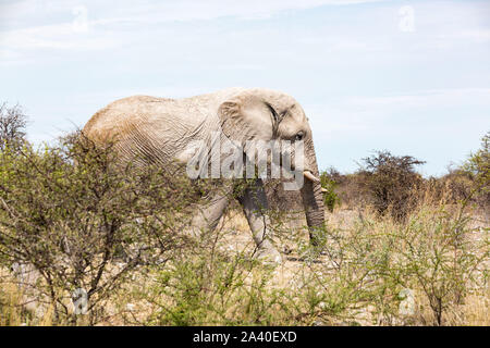 Elephant bull a piedi attraverso la steppa, Etosha, Namibia, Africa Foto Stock