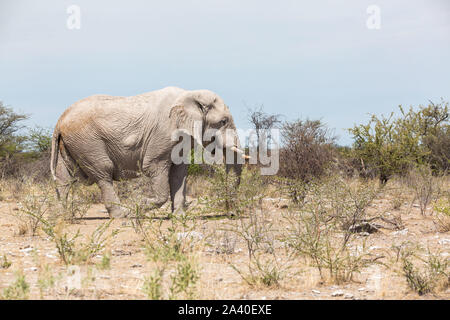 Elephant bull a piedi attraverso la steppa, Etosha, Namibia, Africa Foto Stock