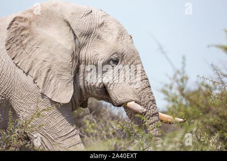 Close up di un elefante a piedi attraverso la boccola, Etosha, Namibia, Africa Foto Stock