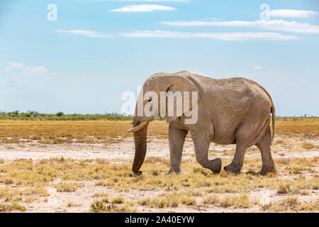 Vista laterale di un elefante a piedi attraverso un paesaggio arido, Etosha, Namibia, Africa Foto Stock