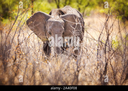 Carino elephant baby dietro la bussola, Etosha, Namibia, Africa Foto Stock