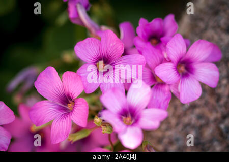 Bella rosa fiori da giardino con sfondo sfocato Foto Stock