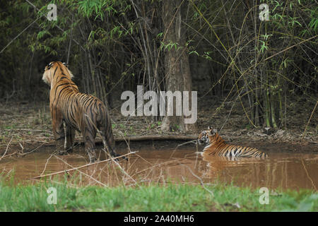 Matkasur tigre maschio guardando una preda con il suo cucciolo di monsone, Tadoba foresta, India. Foto Stock