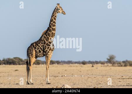 Giraffa angolani (Giraffa camelopardalis angolensis), nella savana secca, Nxai Pan National Park, Ngamiland, Botswana Foto Stock