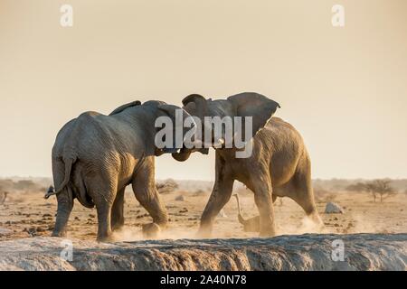 L'elefante africano (Loxodonta africana) Combattere ad un waterhole, Nxai Pan National Park, Ngamiland, Botswana Foto Stock