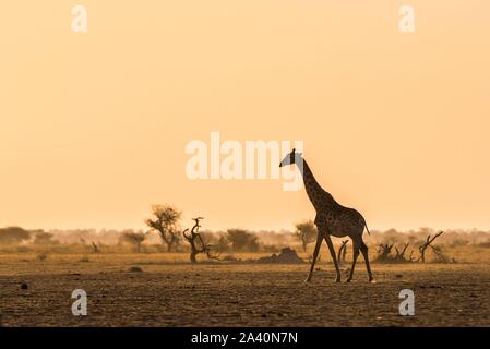 Una giraffa angolani (Giraffa camelopardalis angolensis) corre nella luce della sera nella savana, Nxai Pan National Park, Ngamiland, Botswana Foto Stock