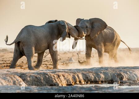 L'elefante africano (Loxodonta africana) Combattere ad un waterhole, Nxai Pan National Park, Ngamiland, Botswana Foto Stock