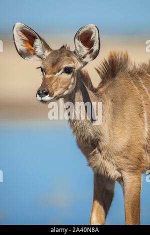 Kudu maggiore (Tragelaphus strepsiceros), cucciolo femmina a waterhole, animale ritratto, Nxai Pan National Park, Ngamiland, Botswana Foto Stock