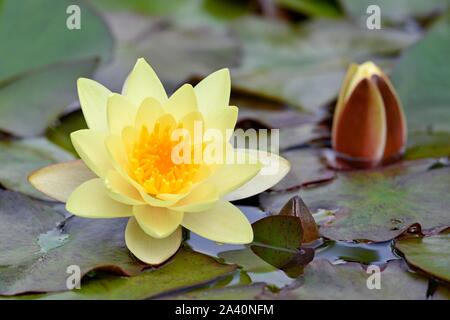 Ninfea Bianca (Nymphaea), varietà Moorei, fiore giallo in stagno, Renania settentrionale-Vestfalia, Germania Foto Stock