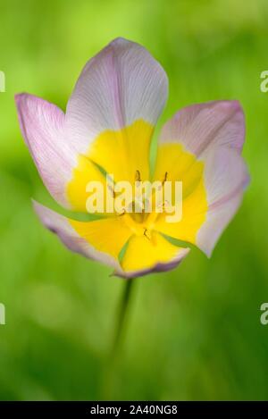 Candia tulip (Tulipa bakeri), varietà Lilac Wonder, rosa-fiore giallo, Nord Reno-Westfalia, Germania Foto Stock