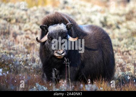 Musk ox (Ovibos moschatus), giovane animale, tundra, Dovrefjell-Sunndalsfjella National Park, Norvegia Foto Stock