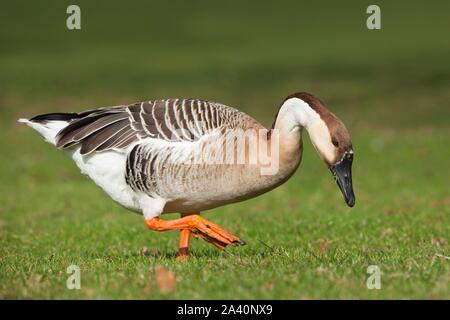 Swan di oca o di oca cinese (Anser cygnoides), su un prato, Germania Foto Stock