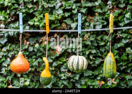 Alcune zucche appeso sul filo in giardino Foto Stock