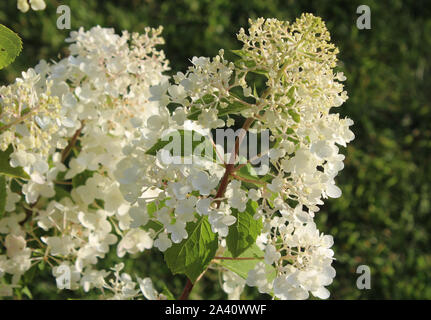 I bellissimi fiori bianchi di Hydrangea paniculata 'Silver Dollaro" in bassa luce della sera d'estate. Noto anche come Hortensia. Foto Stock