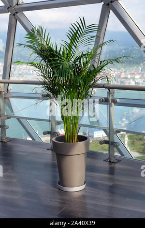 Noci di arec decorativo palm in un vaso contro la finestra. Houseplant dypsis lutescens per decorare gli interni della casa e il cafe'. Foto Stock