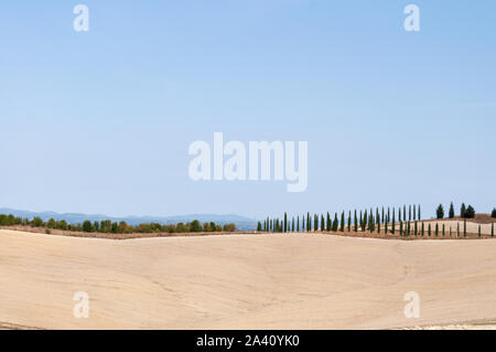 Luce tipica dei colori del paesaggio in Toscana . fila di alberi sulla collina sotto un cielo blu. terra e cielo true colors. Foto Stock