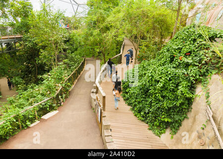 Visitatori nell'Eden Project rainforest biome. Una popolare attrazione turistica con giardini costruito in un ex Cina cava di argilla Foto Stock