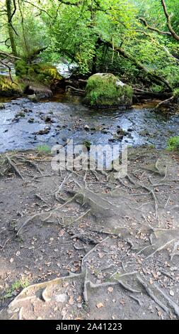 Banca del fiume Fowey in Drayne il legno in Bodmin Moor vicino Golitha Falls e Drayne's Bridge, Cornwall, Regno Unito. Foto Stock
