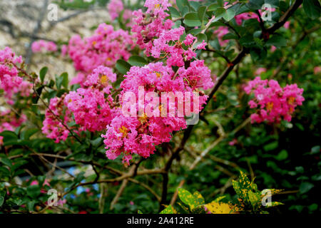 Close up di mirto di crespo fiori noto anche come giapponese Kanji fiori, bellissimo fiore rosa Foto Stock